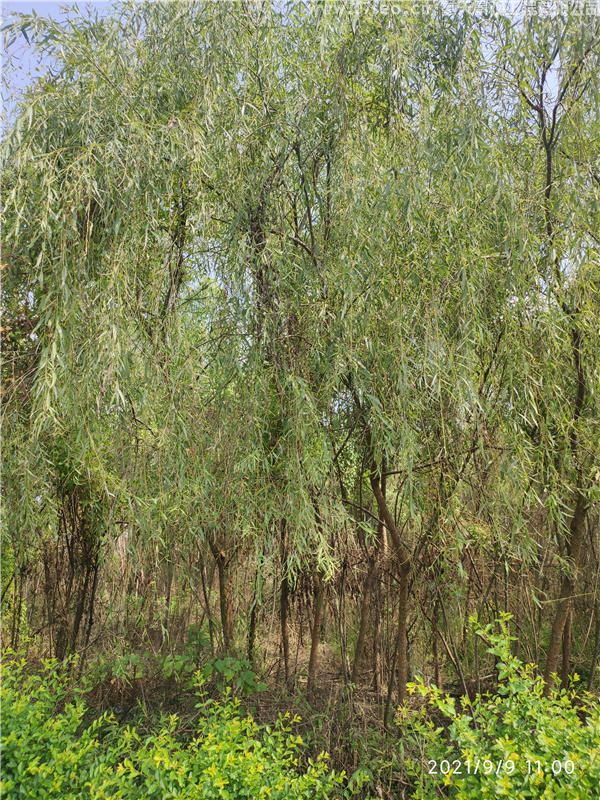 柳樹(shù)(圖2)