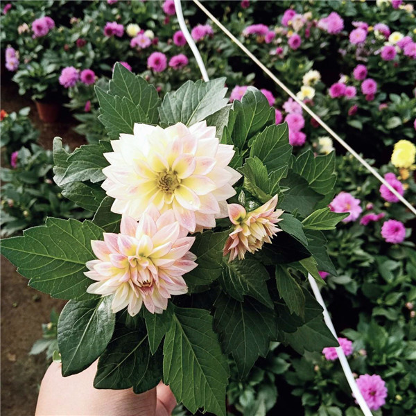 小麗花基地實(shí)拍圖片