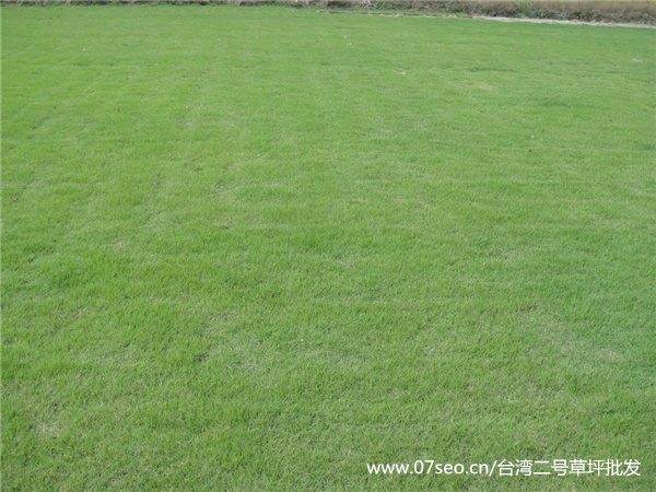臺灣二號草坪基地實拍圖片