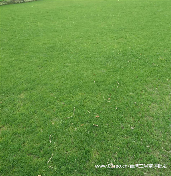 臺(tái)灣二號(hào)草坪