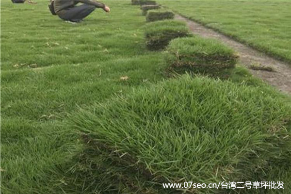 臺灣二號草坪基地實拍圖片
