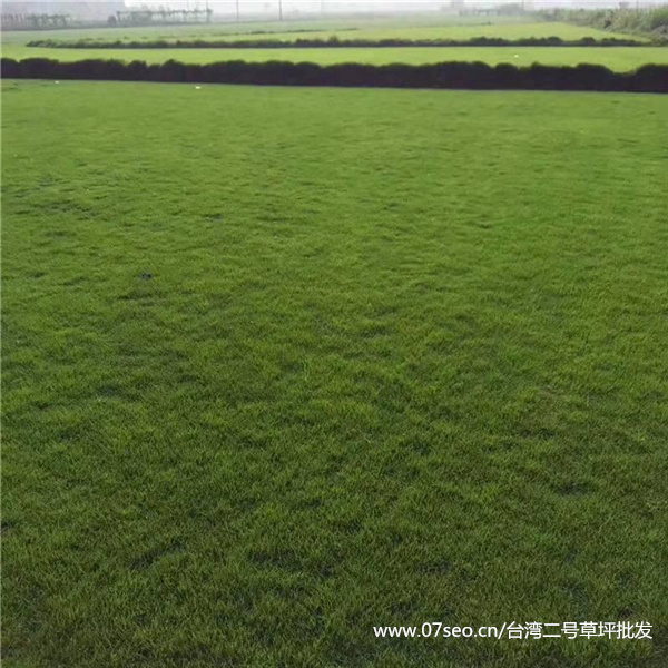 臺灣二號草坪基地實拍圖片